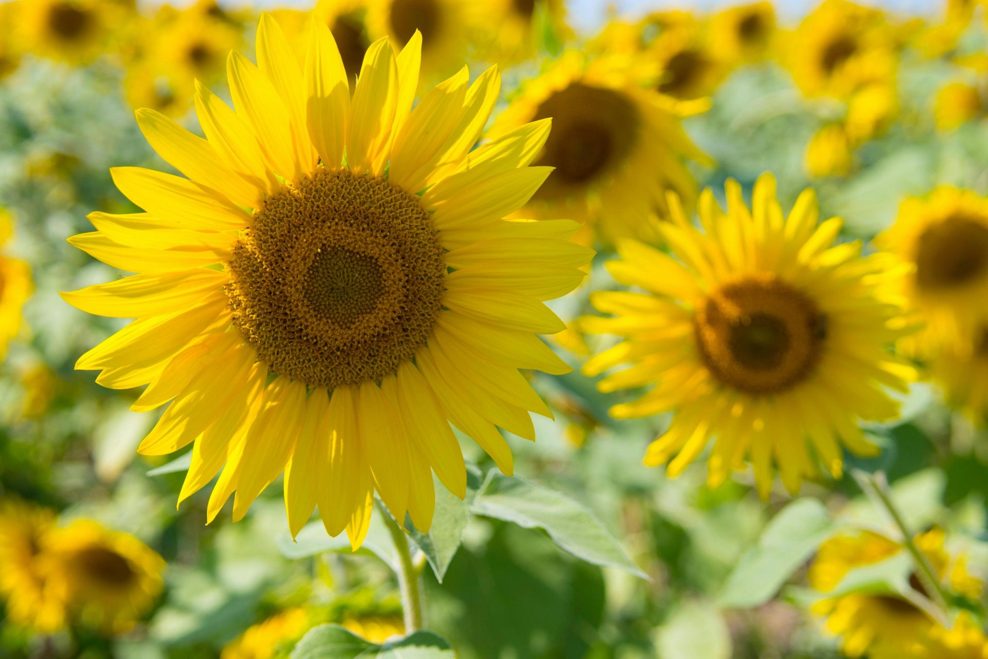 Bright sunflower field in summer, showcasing vibrant yellow blooms and lush greenery. Perfect nature backdrop.